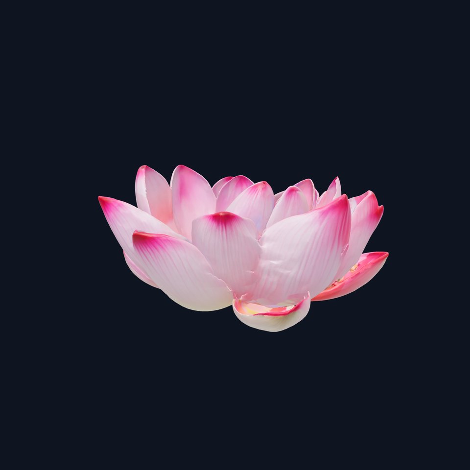 Lotus Flower Model Pack  Detailed Botanical Collection